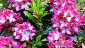 Рододендрон гибридный Миднайт мистик ? обзор: как сажать, саженцы рододендроны Миднайт мистик