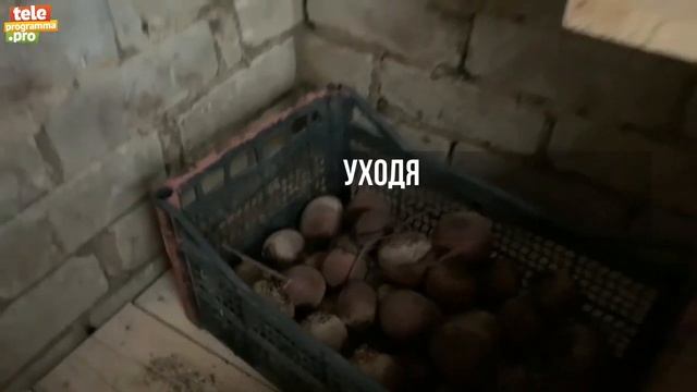 Как избавиться от мышей в погребе смотреть онлайн