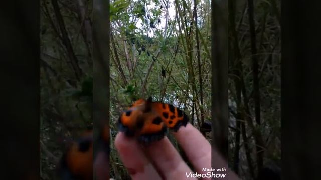 Бабочка Крапивница. (От гусеницы до бабочки)
