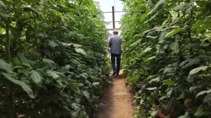 Нов. Розалба номерная TL18304, томат Сим-сим