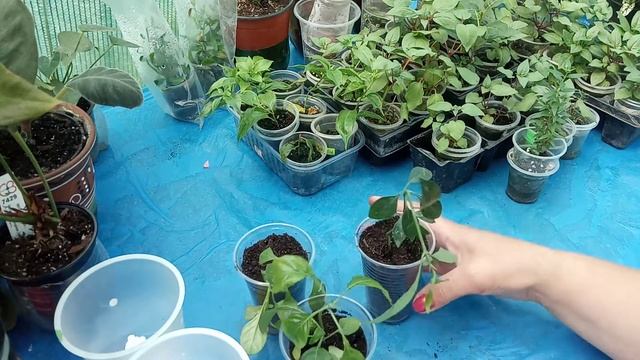 Кроссандра из посылки смотреть онлайн