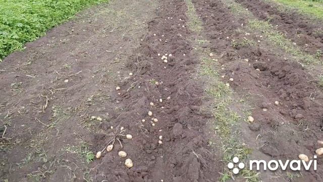 Картофелевыкапыватель для мотоблока! Модернизированный! смотреть онлайн