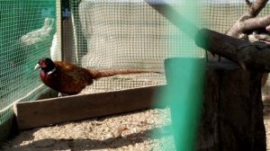 красота осенью,фазаны и куры 2021