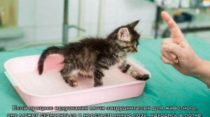 Когда котята начинают ходить в туалет самостоятельно