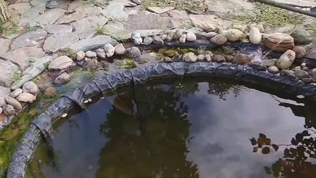 Чистый пруд на даче.