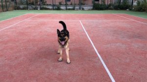 Простые команды для собак - Немецкая овчарка Арчи 2.8 года