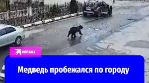Медведь устроил забег по городу на Сахалине