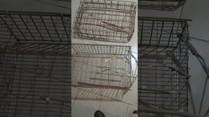 Как поймать фазана. Живоловка .Фазан живой.Простая ловушка на фазана