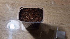 Как сажать семена катарантуса. Как сажать катарантус