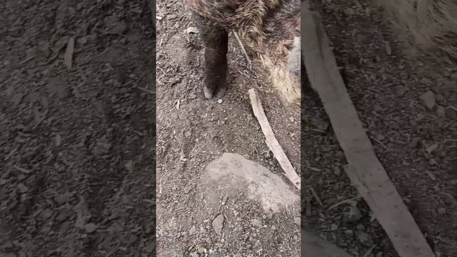 вот и рыжик вышел #содержаниесвиней смотреть онлайн