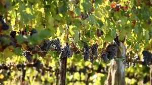 Саженцы Винограда Винных Сортов Ростов-на-Дону | Dulce Gardens