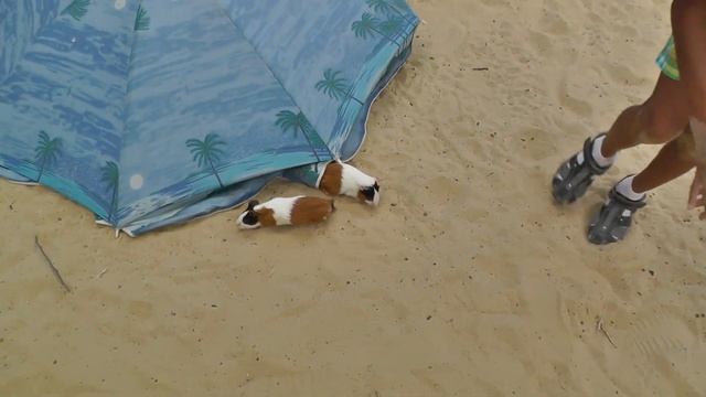 Экзотик парк и контактный зоопарк смотреть онлайн