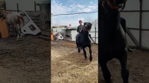 Жеребец 1,5 года владимирский тяжеловес