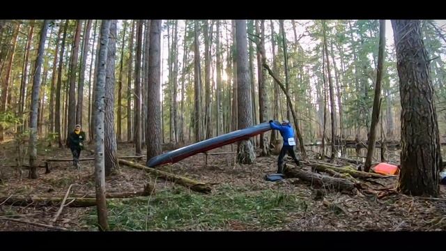 Пижма 4