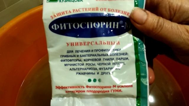 1) ВРЕМЕННАЯ ПОСАДКА САЖЕНЦА ГОРТЕНЗИИ ИЗ КОРОБКИ ? В МАРТЕ⛅?️?️