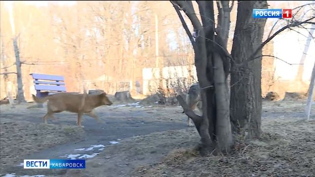 Из-за изменений в расписании автобусного маршрута в Хабаровске страдают жители целого микрорайона смотреть онлайн