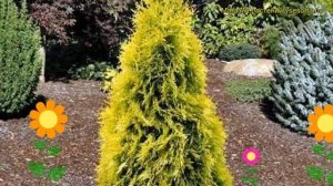 Туя западная Янтарь. Краткий обзор, описание характеристик thuja occidentalis Jantar