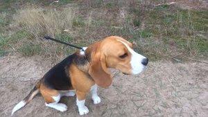 СИРЕНОГОЛОВЫЙ ДОБРАЛСЯ до ШЕРЛОКА. Брос Шоу Пет