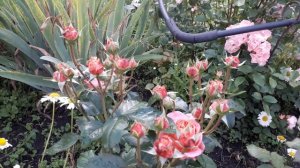 Роза Мери Эн