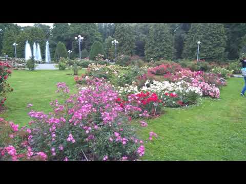 Розарий Главного Ботанического сада г. Москва смотреть онлайн