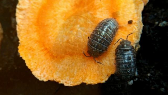 Мокрицы доступно и легко! Кормовая культура. смотреть онлайн