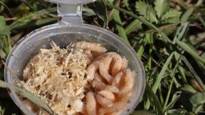 Как подготовить опарыша к рыбалке чтобы клевало без памяти?Секреты  подготовки опарыша к рыбалке!