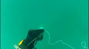 Алчак подводная охота Крым