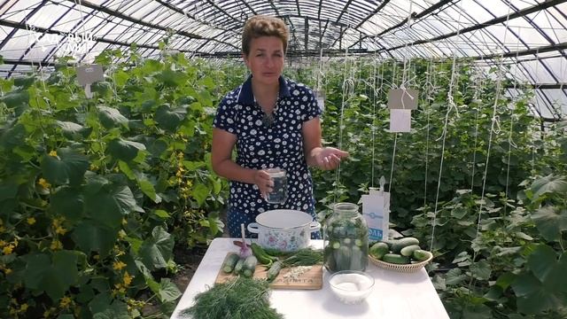 Малосольные огурчики - Бабушкин секрет! смотреть онлайн