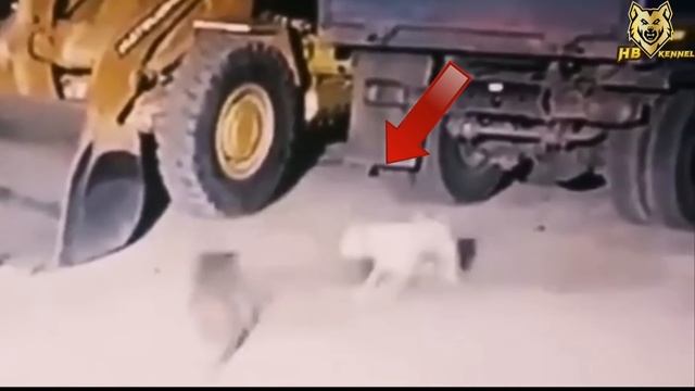Kangal vs Leopard 1vs1 battle | Kangal defeat the Leopard смотреть онлайн