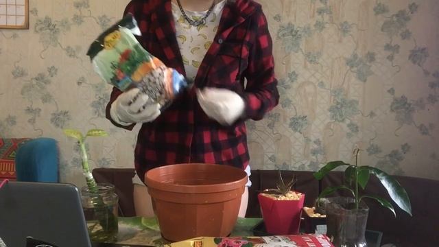 ВСЕ О ДИФФЕНБАХИИ | ПОСАДКА И УХОД смотреть онлайн