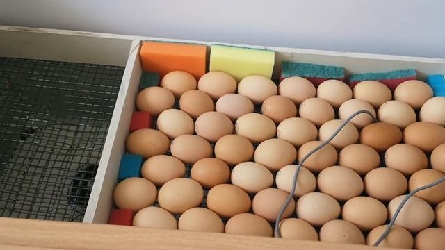 Самодельный инкубатор, первая закладка, инкубация доминант 149, 959. смотреть онлайн