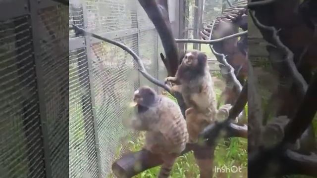 Сафари парк Винпёрл на острове Фукуок. смотреть онлайн