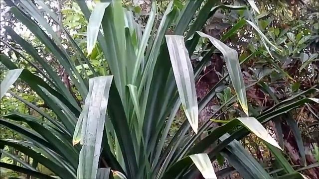 Daun Pandan Wangi ( Pandanus Amaryllifolius ) смотреть онлайн
