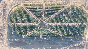 СТРАННЫЙ ЛЕС (16 ноября 2020 г)