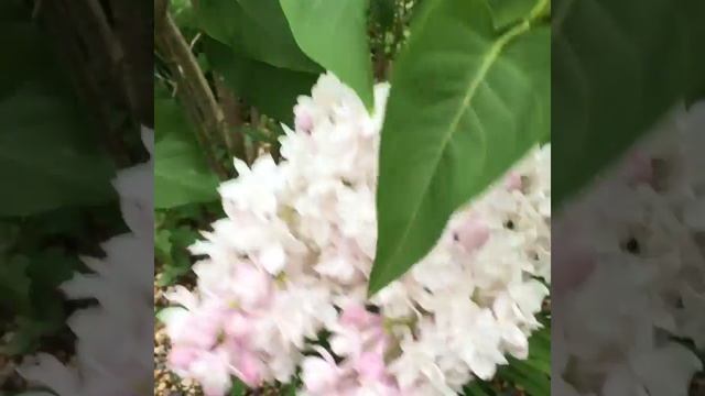 Сирень Красавица Москвы. Гаршинка. Интернет-магазин садовых растений смотреть онлайн