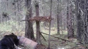Охота на медведя ХМАО. Медведь на приваде.
