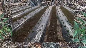 Мульчирование томатов Мульча на огороде