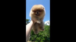 Щенок померанского шпица - Тесса.