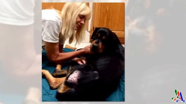 Несчастную парализованную собаку люди выбросили прямо к мусорным бакам! смотреть онлайн