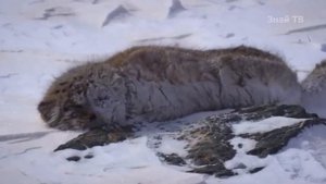 МАНУЛ ПРОТИВ РЫСИ ! КТО СИЛЬНЕЕ ?