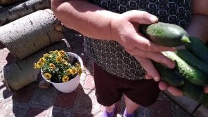 Сажайте только эти огурцы кураж ф1 производитель гавриш