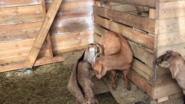 ПОЛЕЗЛИ НА ЧЕРДАК И ПОКАЗАЛИ ТО, ВО ЧТО НИКТО НЕ ВЕРИЛ! КУПИЛИ ДОМ! ОБЗОР ДОМА, ХОЗЯЙСТВА И ЖИЗНИ! смотреть онлайн