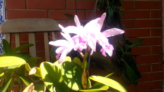 Cattleya forbesii e Cattleya intermédia tipo смотреть онлайн