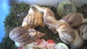 Чем питаются мои улитки Ахатины