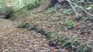 Купили саманный дом у леса