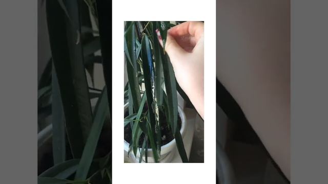 Мыльный раствор для профилактики вредителей на комнатных растениях. Борьба с вредителями смотреть онлайн