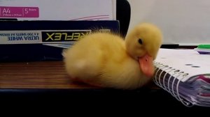 Baby Duck Can't Stay Awake