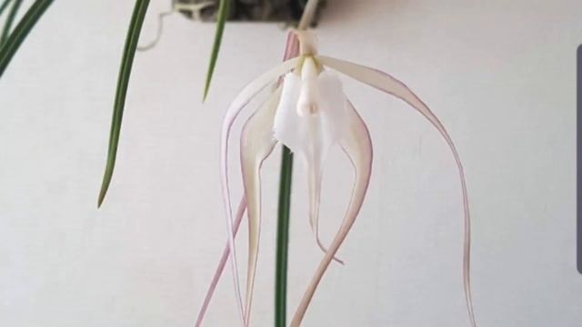 Брассавола -ночная красавица. Brassavola. смотреть онлайн