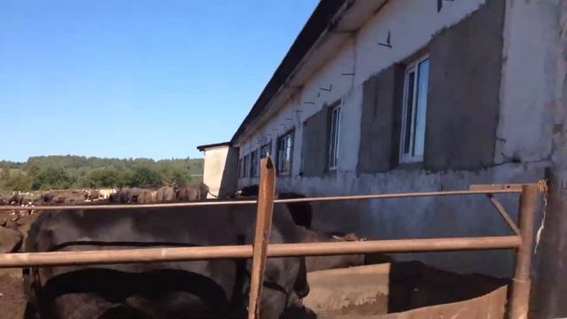 24.08.2018 Эллаферма, Чистая линия смотреть онлайн