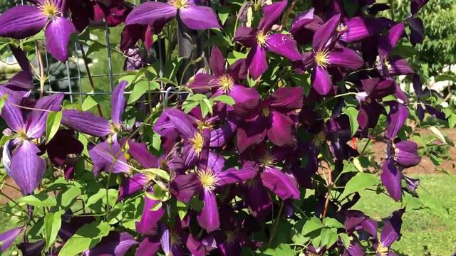 Happy Jack Clematis | gardencrossings.com смотреть онлайн